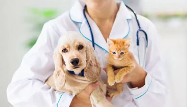 Veterinary Instruments